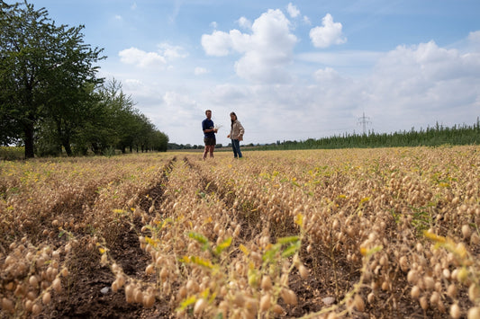 Wie Hülsenfrüchte den Boden verbessern